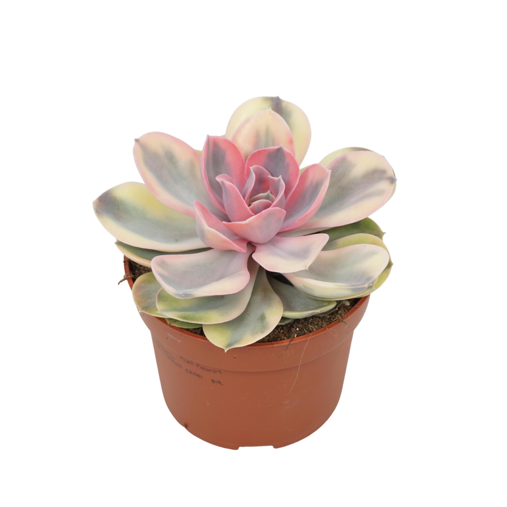 Echeveria rainbow 10,5 cm.