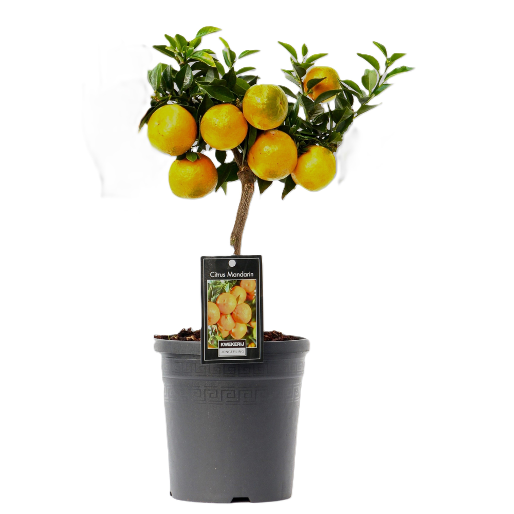 Citrus Mandarin.