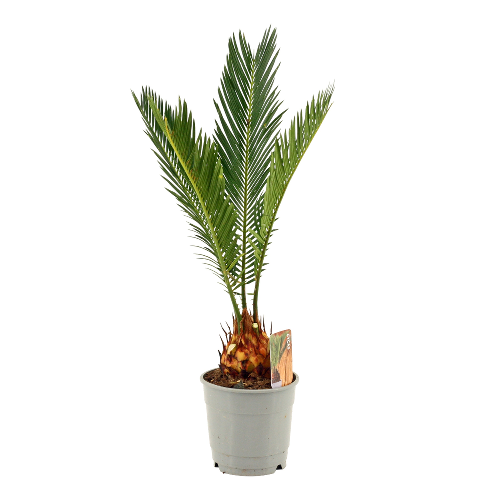 Cycas revoluta 12 cm, 3+ veren (Slag A1).