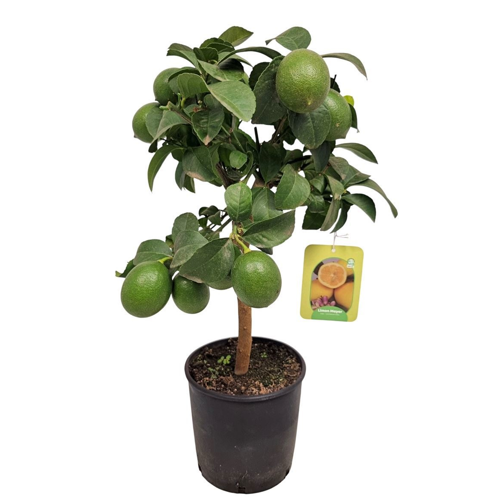 Citrus Lemon Meyer Stem.