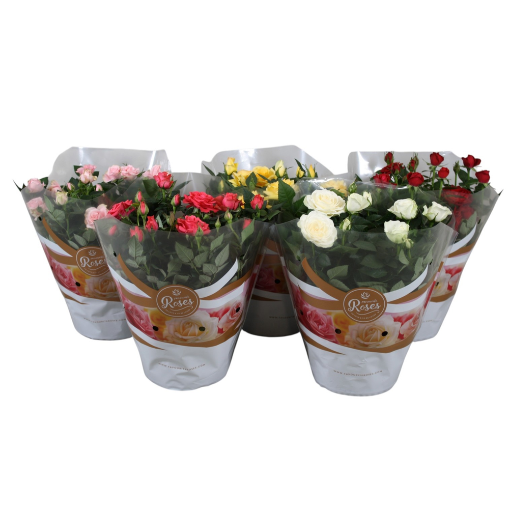 Rosa Favourite Roses diversen per laag/kar+seizoen.