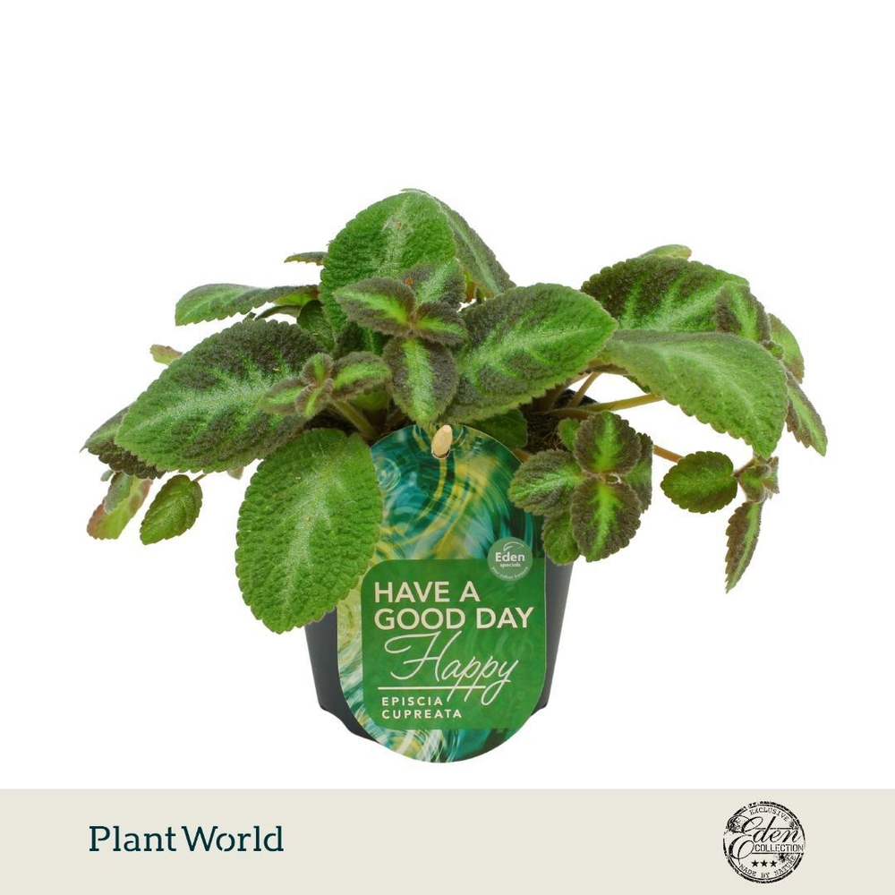 Episcia cupreata Neon Suprise 12cm.