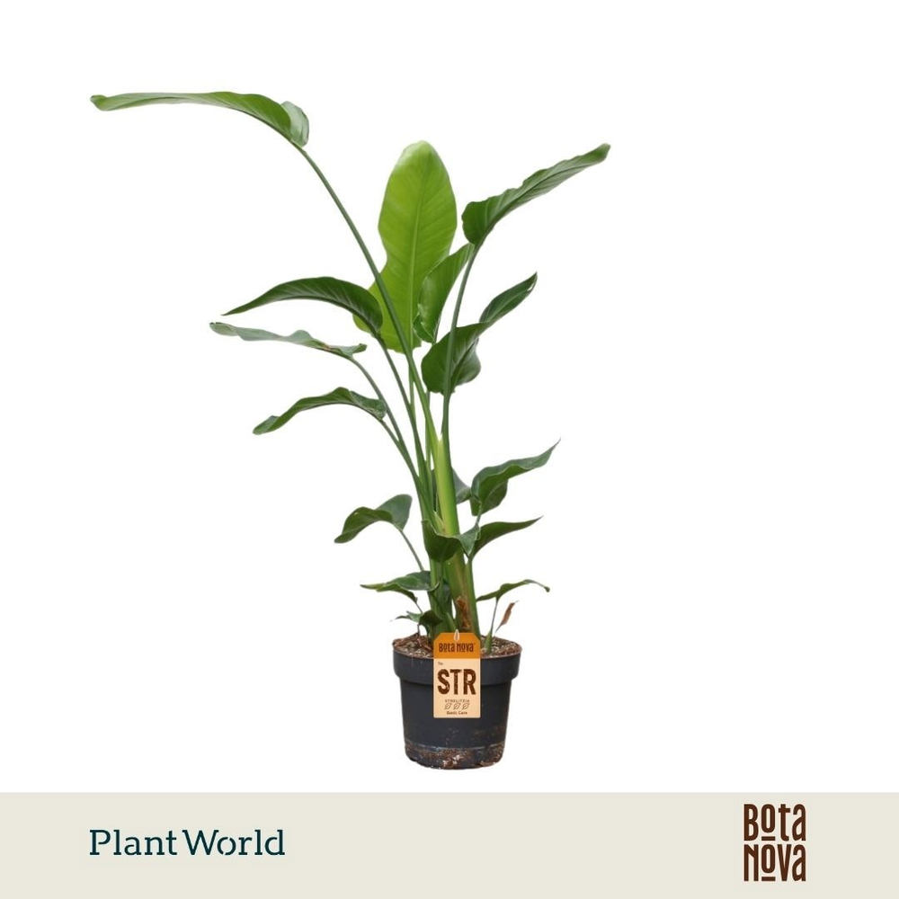 Strelitzia Nicolai 3 PP (zonder bloem) 120-140cm.