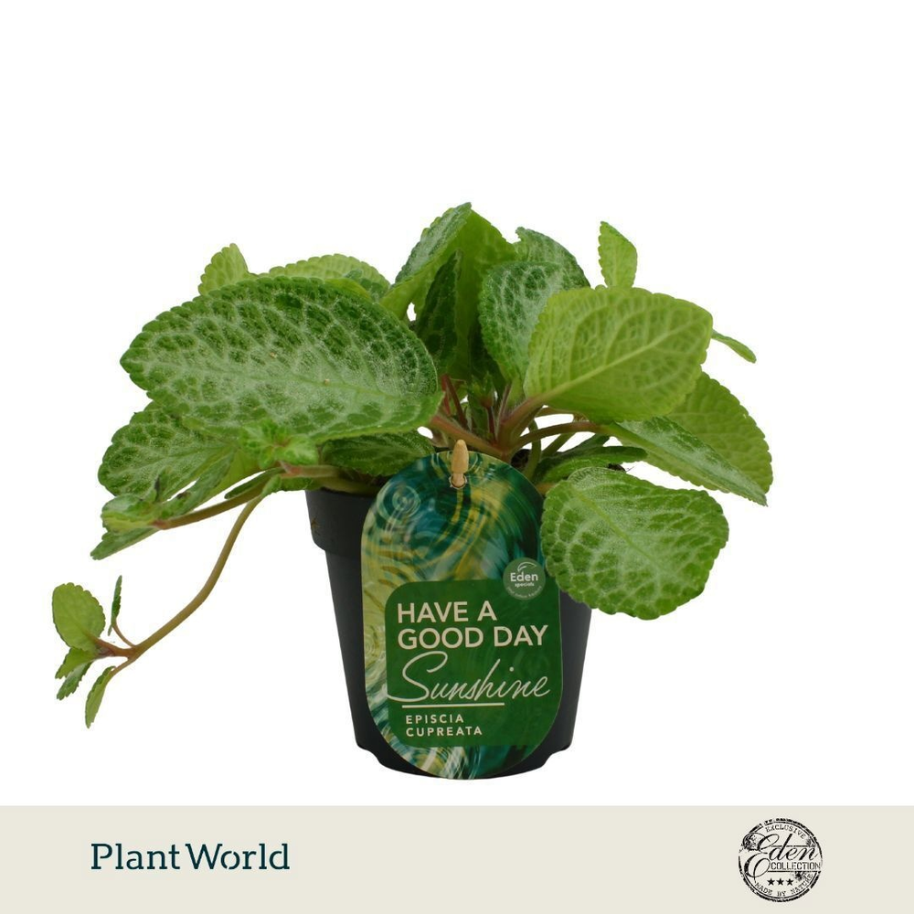 Episcia Cupreata Minty Improved 12cm.
