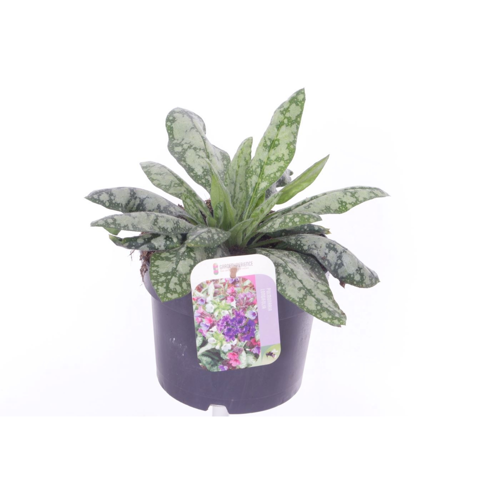Pulmonaria saccharata Opal.