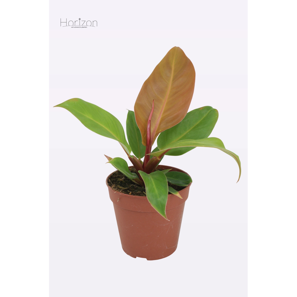 Philodendron Prince of Orange.