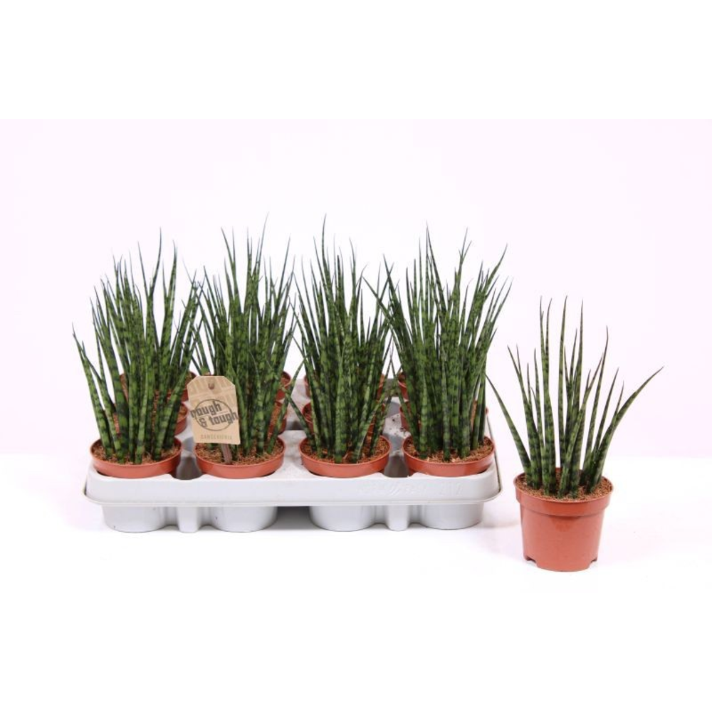 Sansevieria 'Fernwood' Mikado.