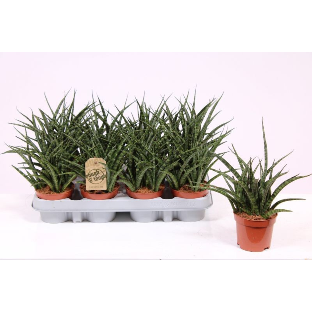 Sansevieria Fernwood Punk.