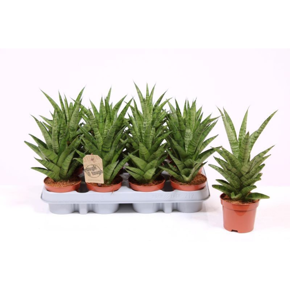 Sansevieria Tough Lady.