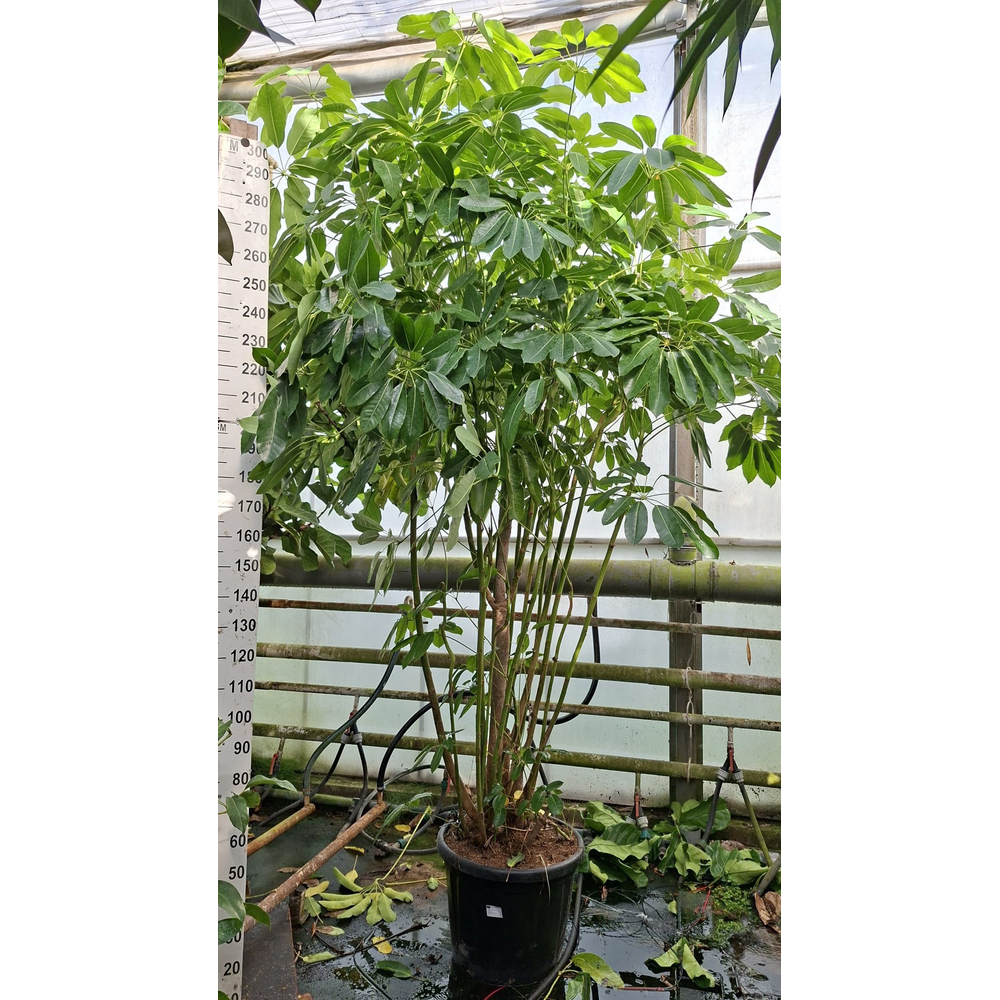 Schefflera Amate multistam XL 325.