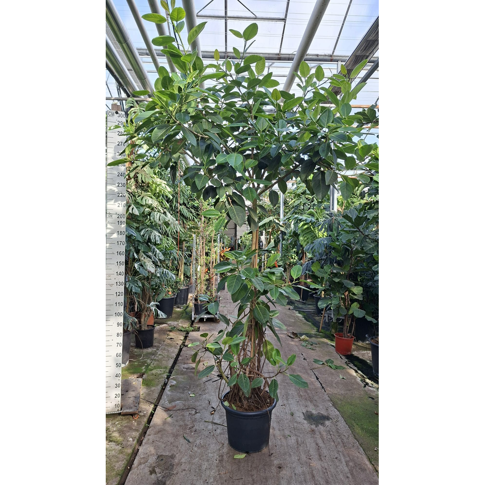 Ficus Altissima stam 3 420.
