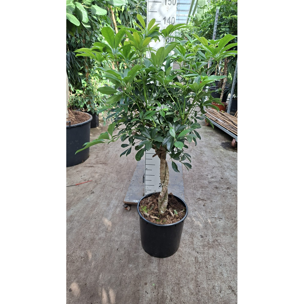 Schefflera Compacta twister 150.