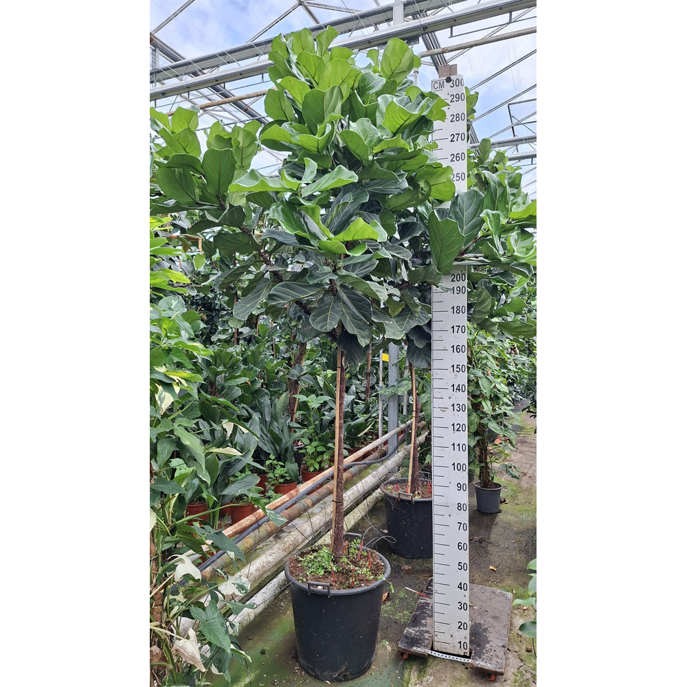 Ficus Lyrata stam 300.