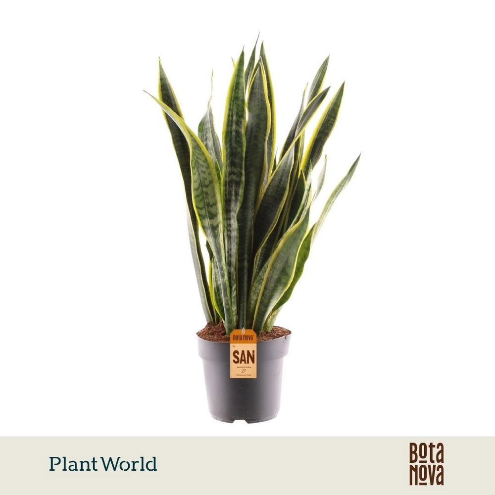Sansevieria Laurentii.