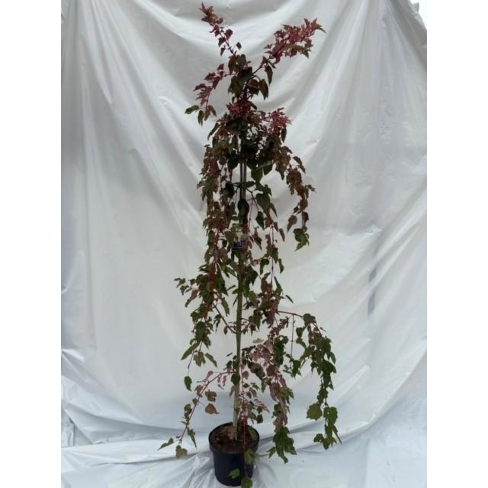 Acer cons. 'Red Flamingo' --geveerd.