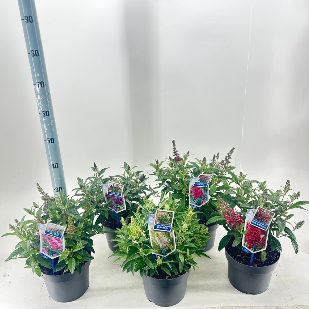 Buddleja d. Butt. Candy® mix P19 (minimum order on.