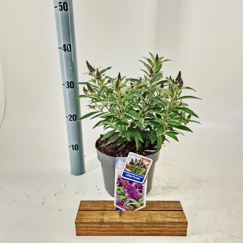 Buddleja d. Butt. Candy® Little Purple ('BotEx 001.