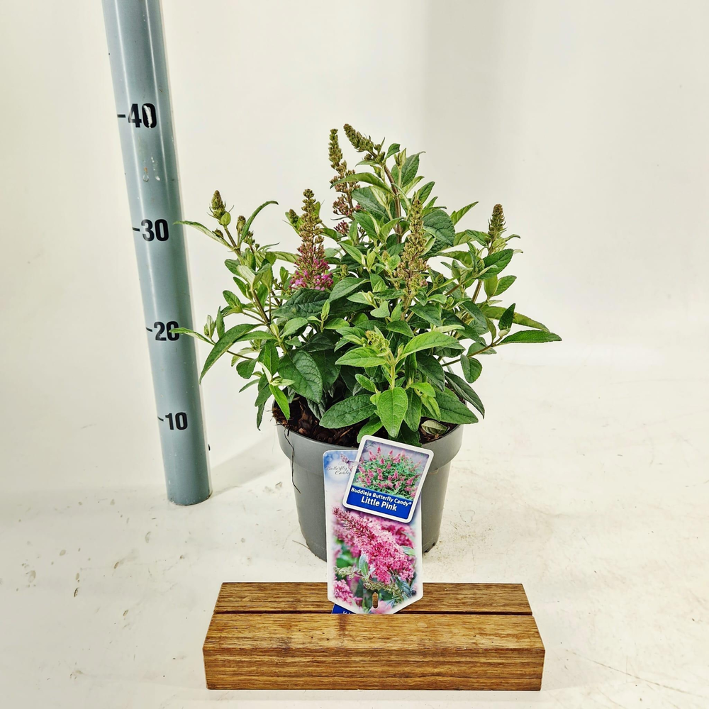 Buddleja d. Butt. Candy® Little Pink ('BotEx 005'P.