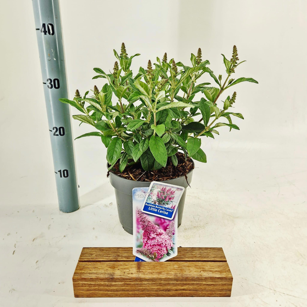Buddleja d. Butt. Candy® Little Cerise ('BotEx 007.