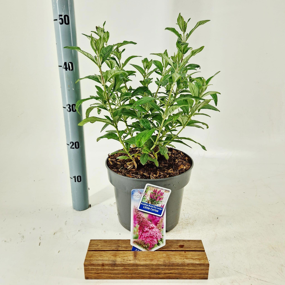 Buddleja d. Butt. Candy® Little Cerise ('BotEx 007.