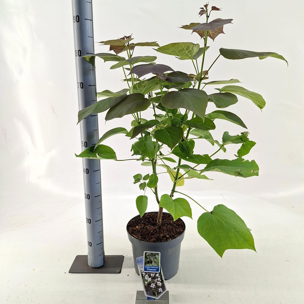 Catalpa erubescens 'Purpurea'.