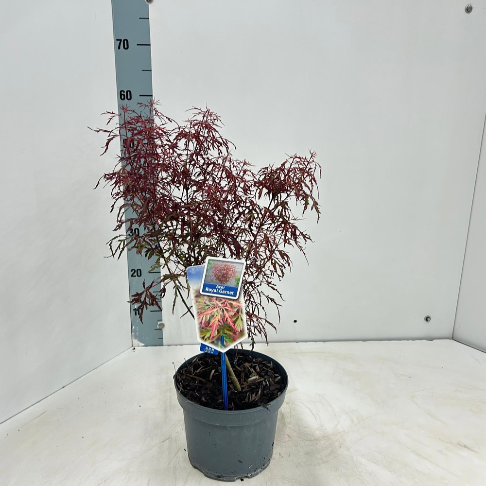 Acer pal. Royal Garnet ('Opstal11PBR).