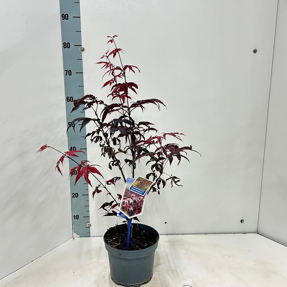 Acer pal. 'Red Emperor'.