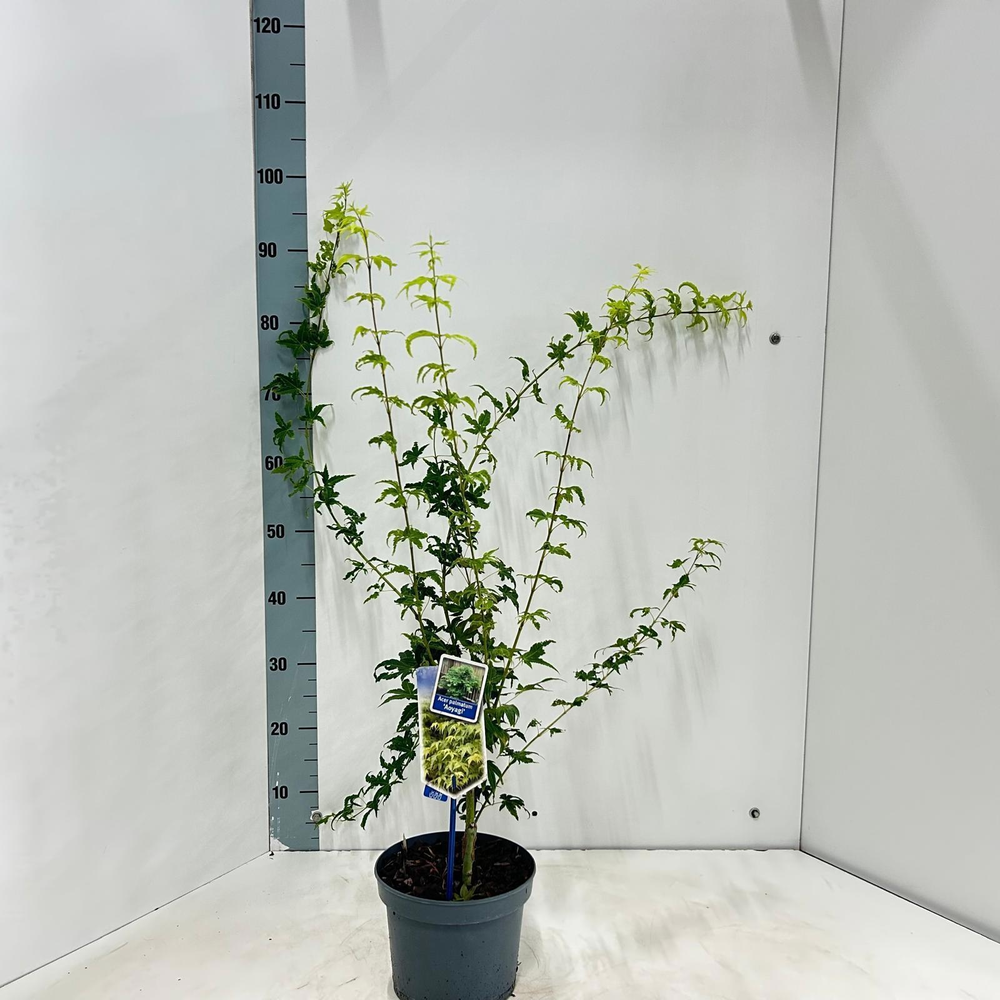Acer pal. 'Aoyagi'.