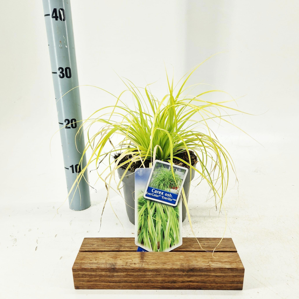Carex oshimensis EverColor® 'Everillo' PBR.