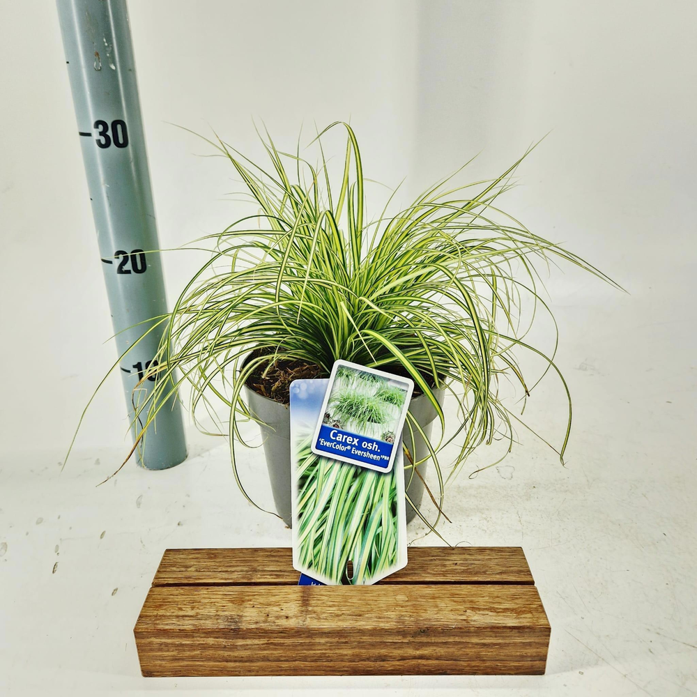 Carex oshimensis EverColor® 'Eversheen' PBR.