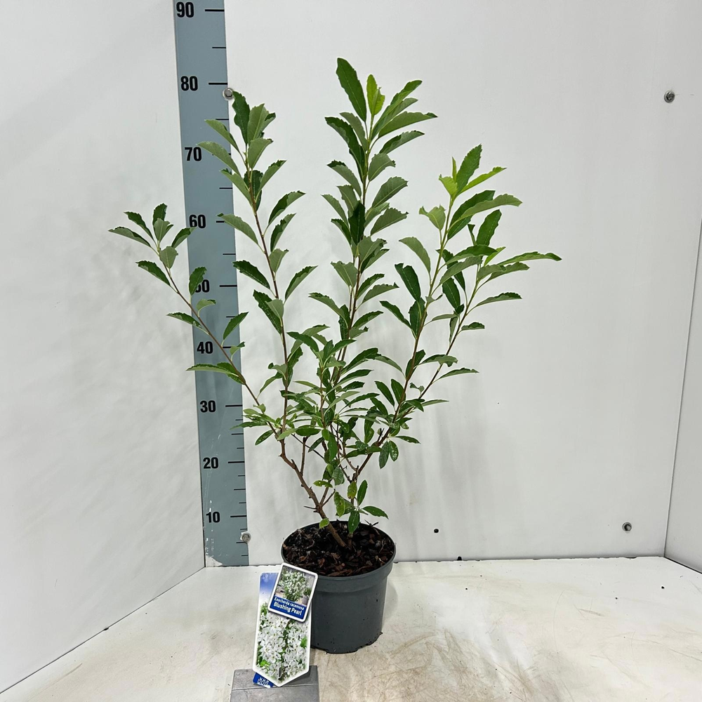 Exochorda racemosa Blushing Pearl (Huibl'PBR).