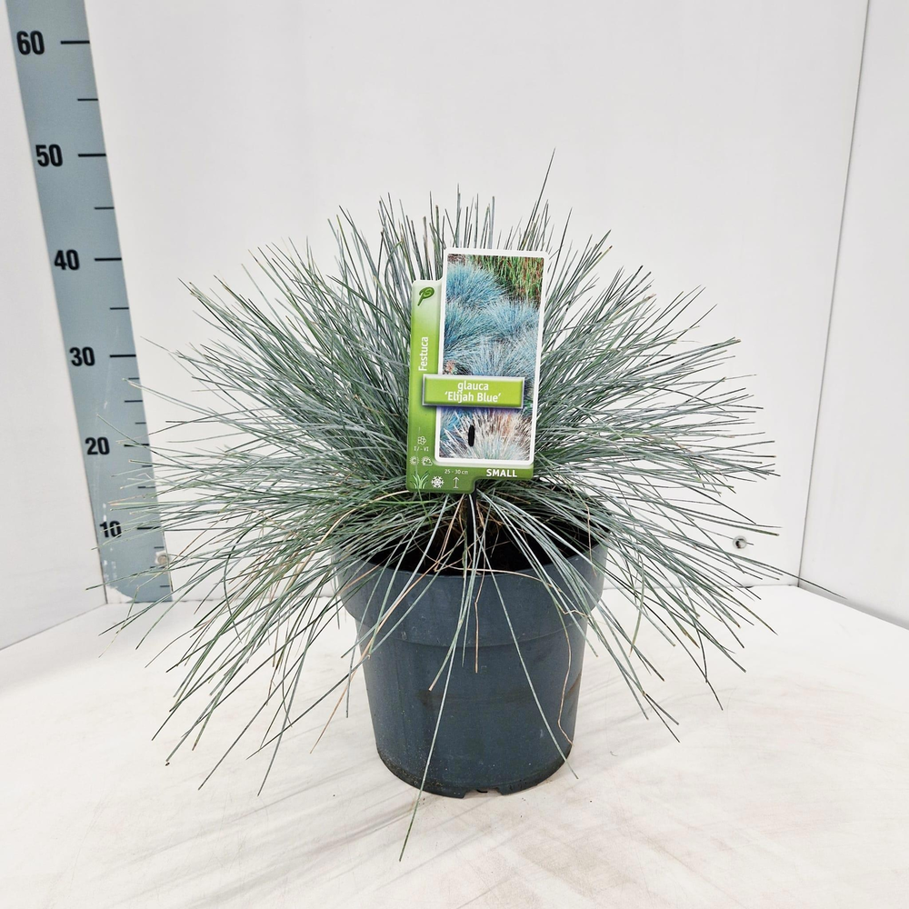 Festuca glauca 'Elijah Blue'.