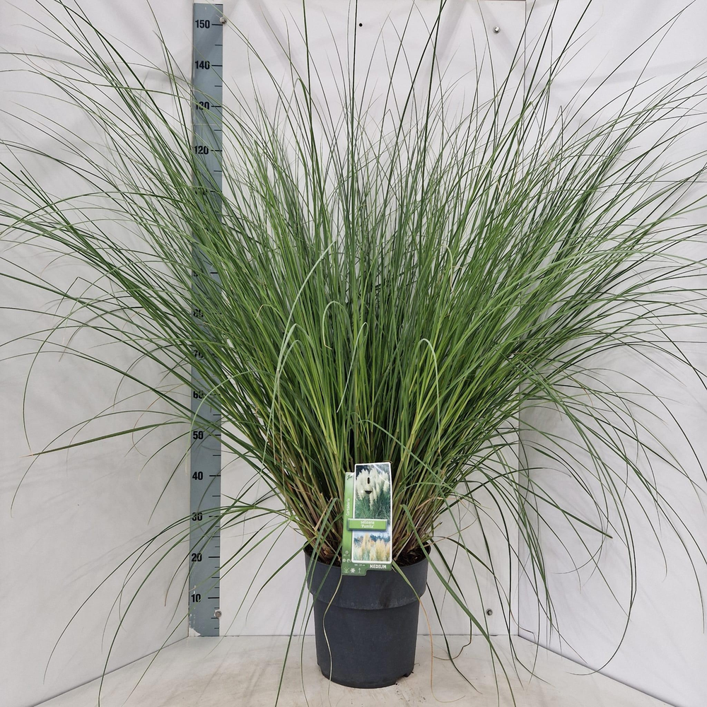 Cortaderia selloana 'Pumila'.