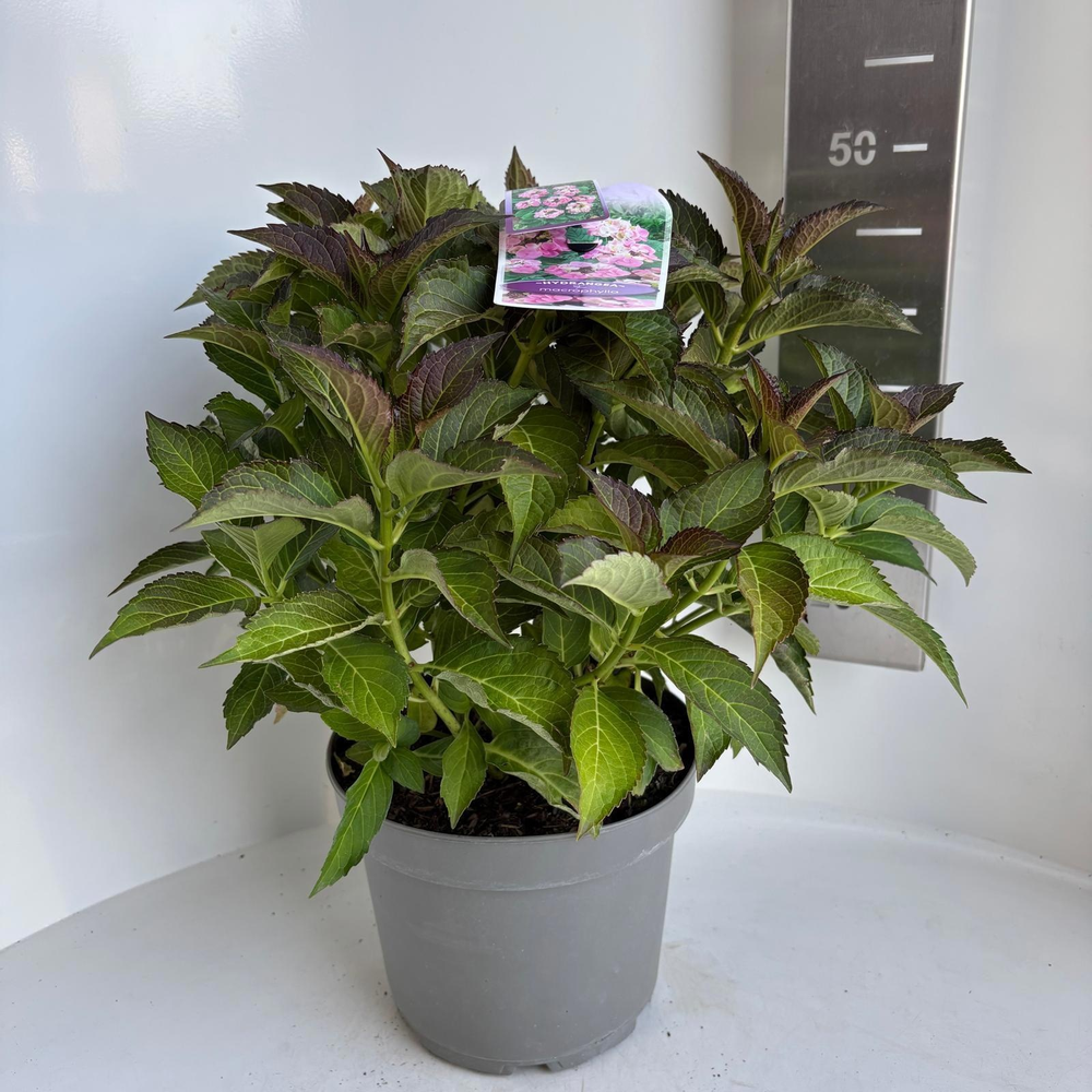 Hydrangea macr. Roze (scherm).