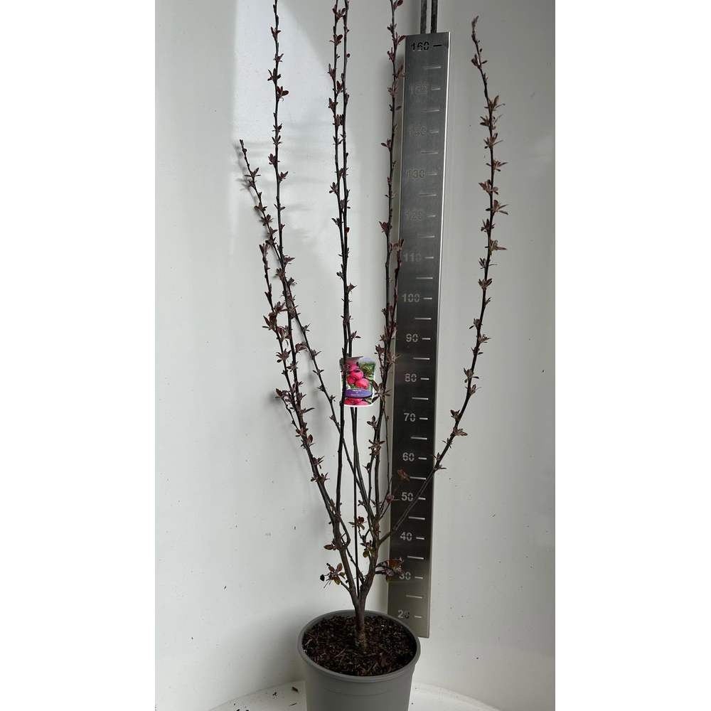 Malus transitoria Appletini.