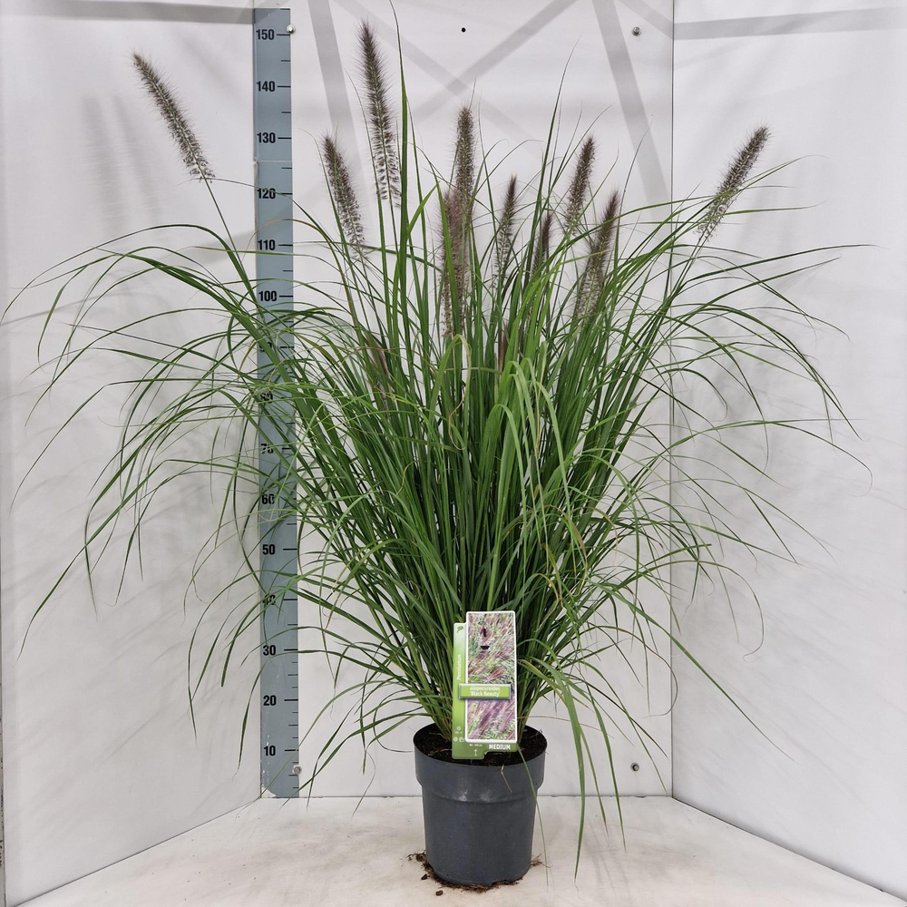 Pennisetum alopecuroides 'Black Beauty'.