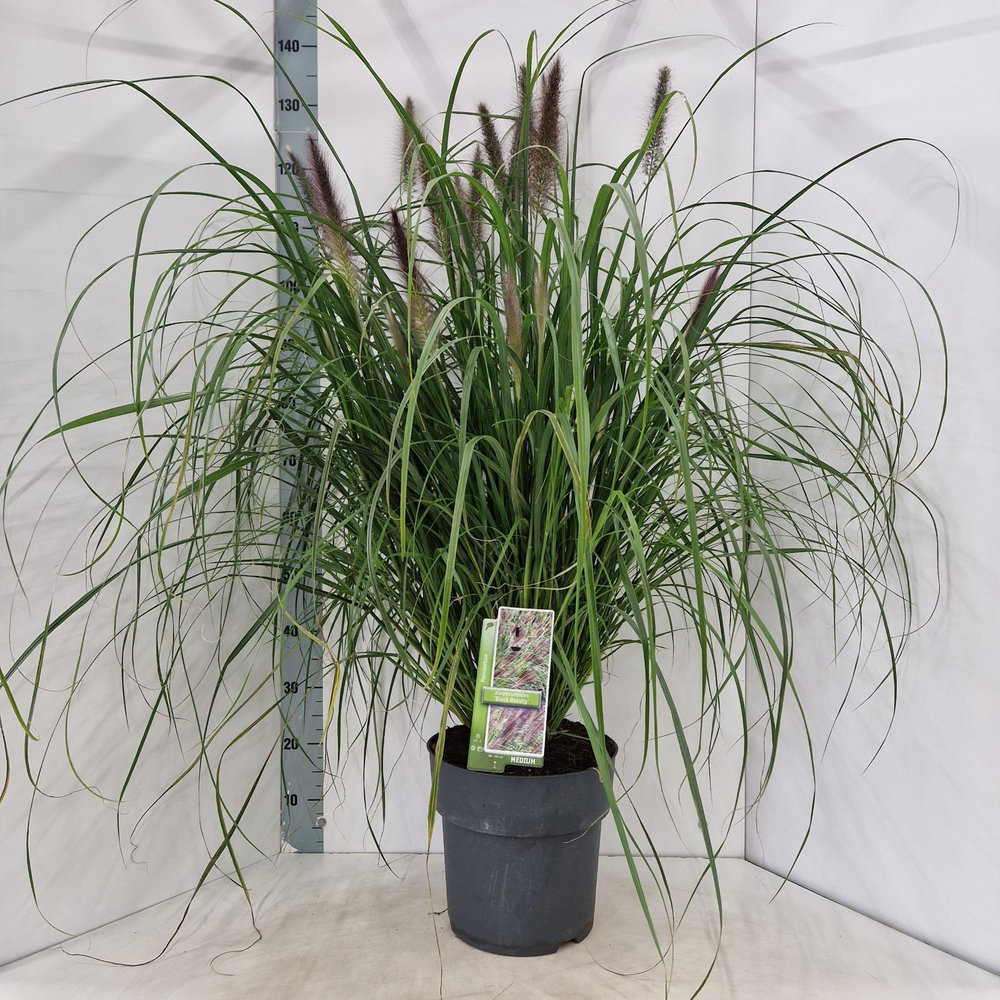 Pennisetum alopecuroides 'Black Beauty'.