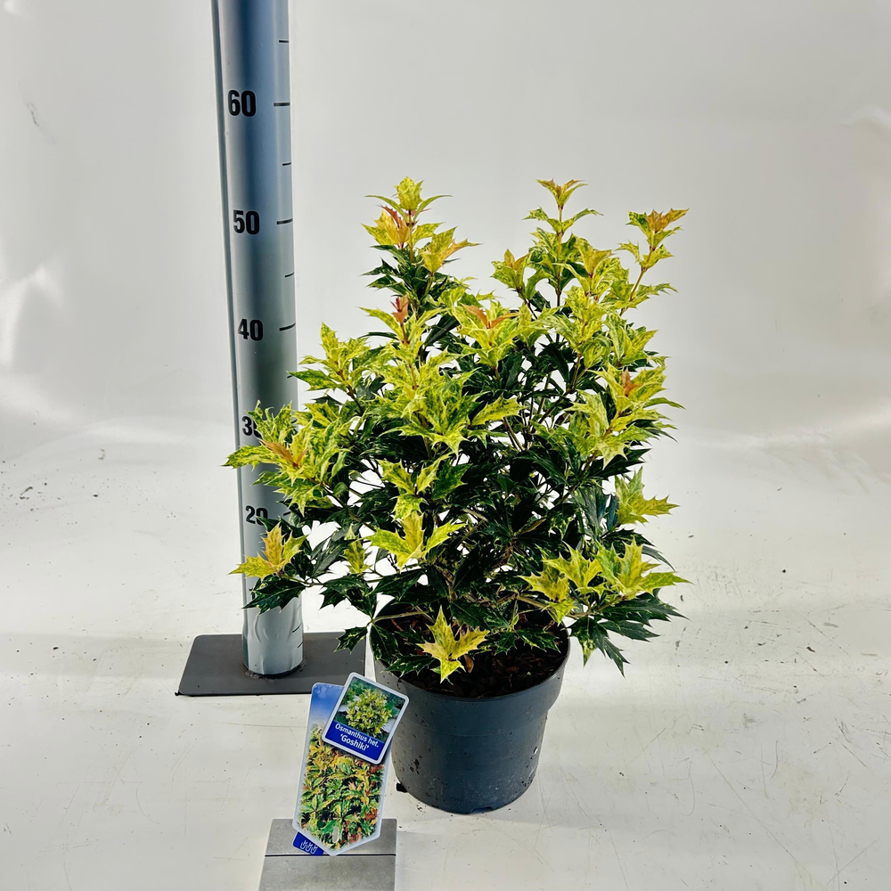 Osmanthus het. ‘Goshiki’.