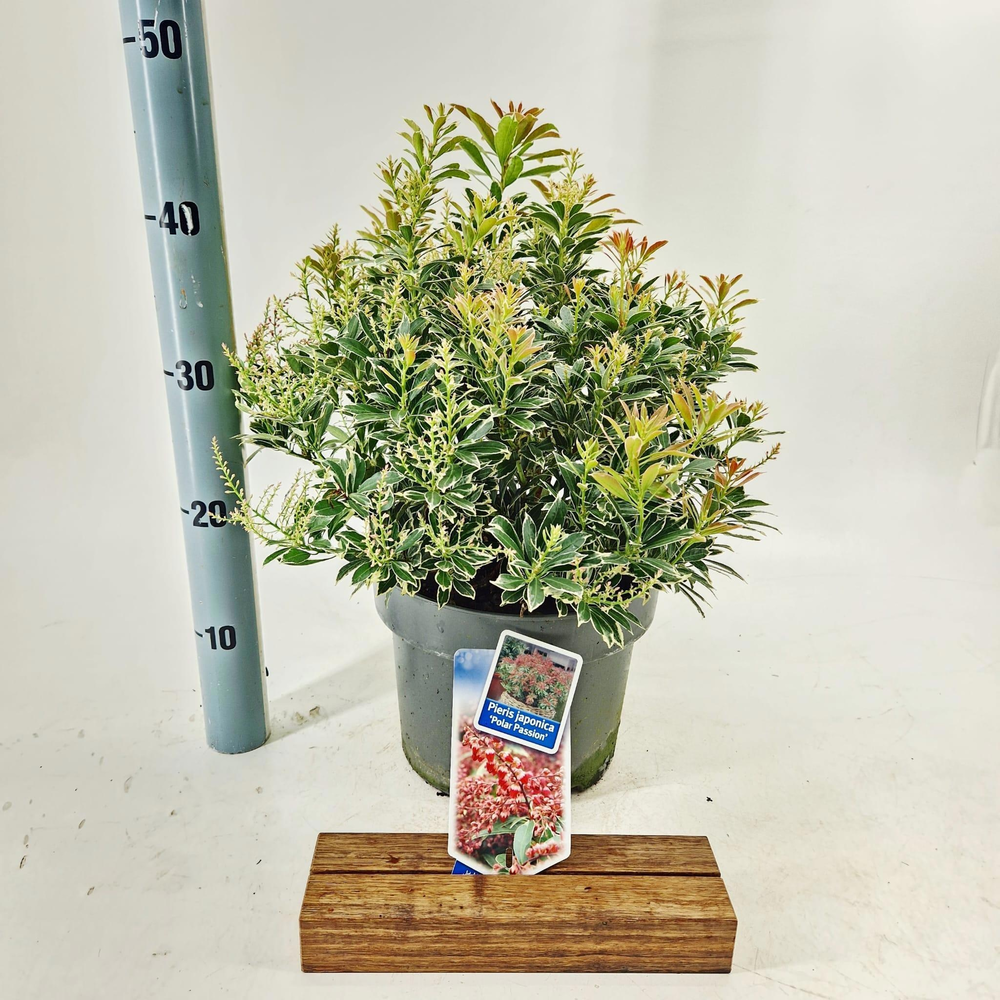 Pieris jap. Polar Passion ('PPOBAS'PBR).