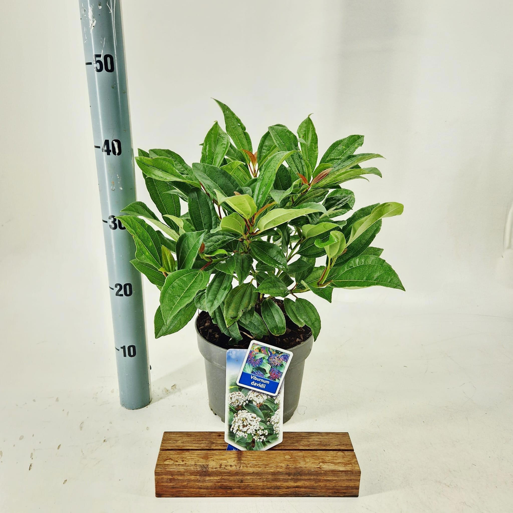 Viburnum davidii.
