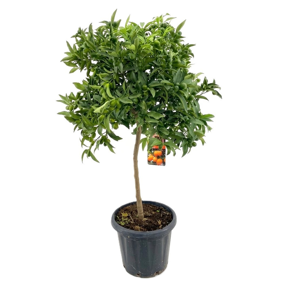 Citrus kumquat.