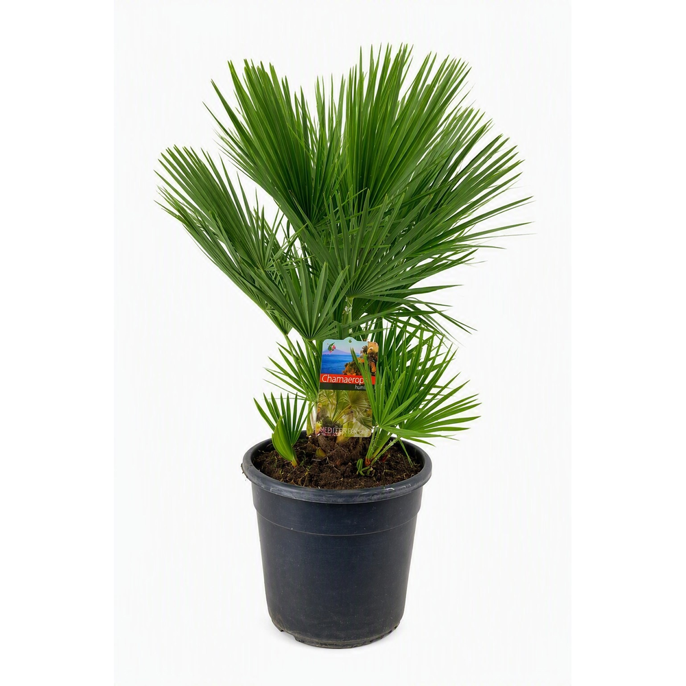 Chamaerops humilis.