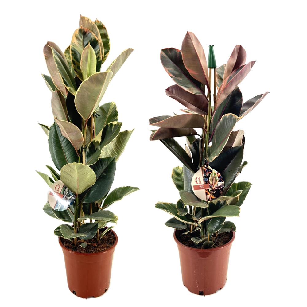 Ficus mix.