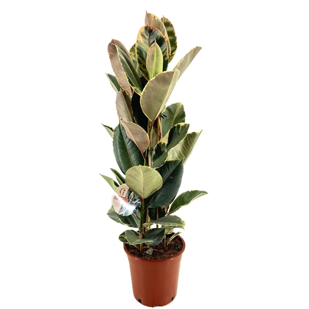 Ficus tineke.
