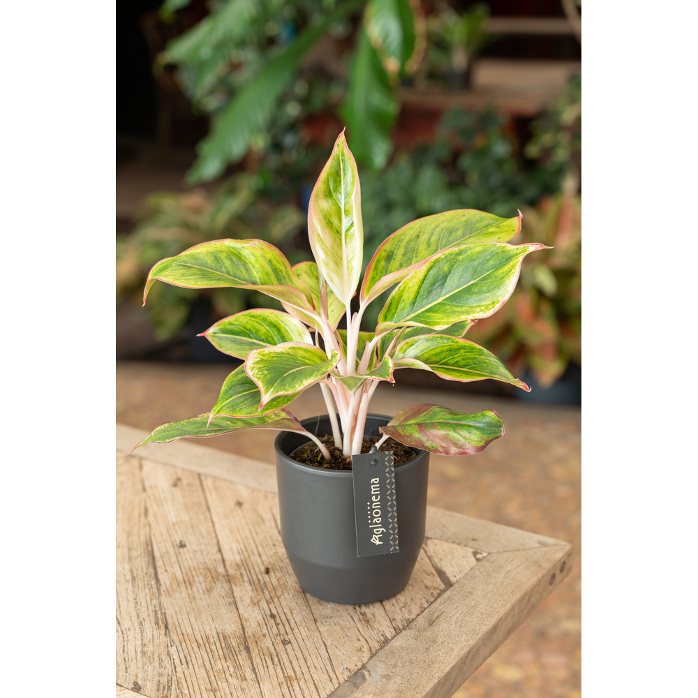 Aglaonema Jamaica Red.