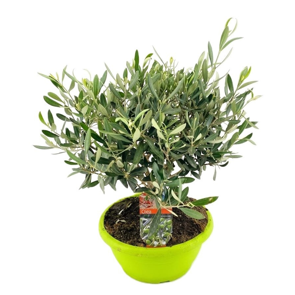 Olea europaea.