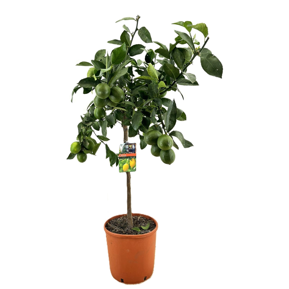 Citrus lemon.