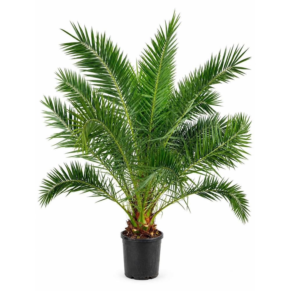 Phoenix canariensis.