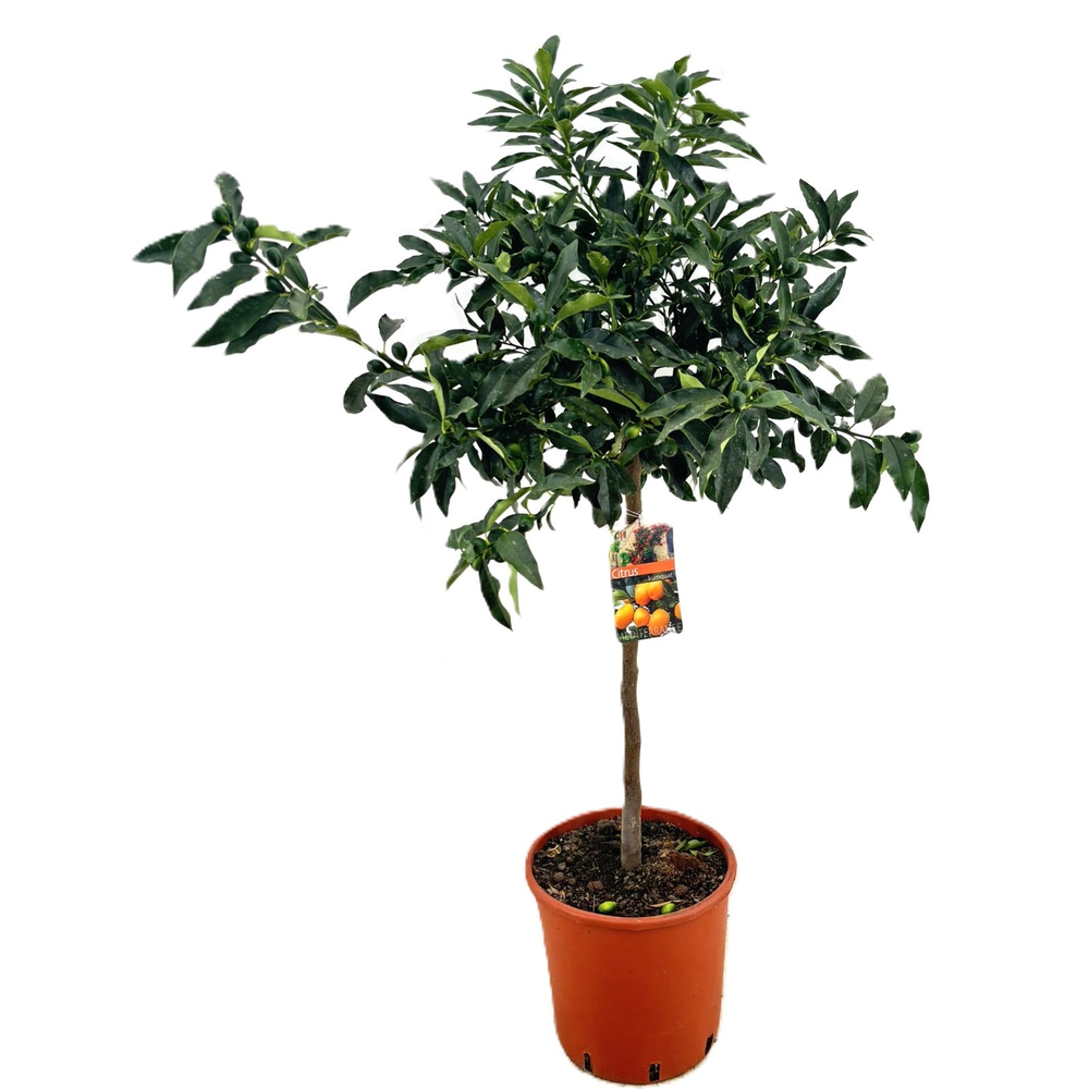 Citrus Kumquat.