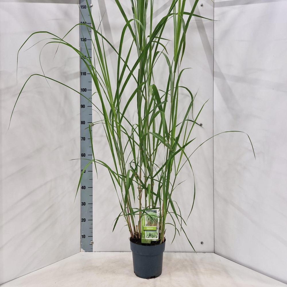 Miscanthus sin. 'Giganteus'.